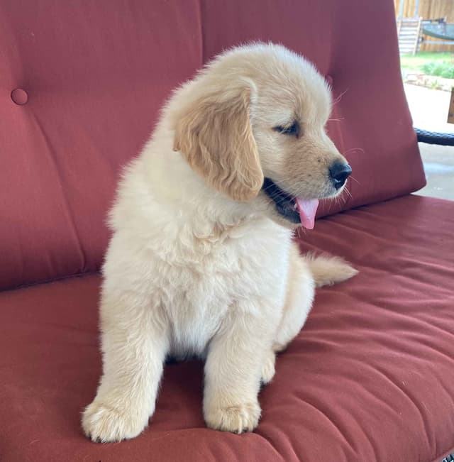 Golden Retriever Puppies media 2