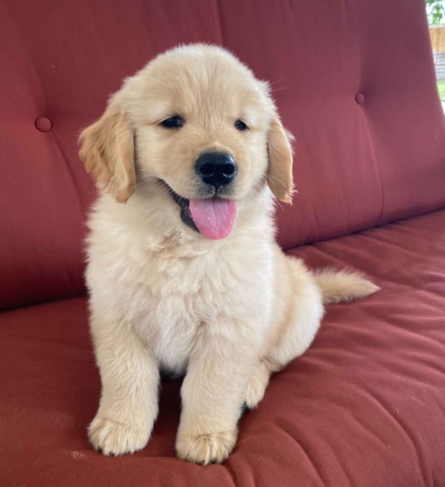 Golden Retriever Puppies media 3
