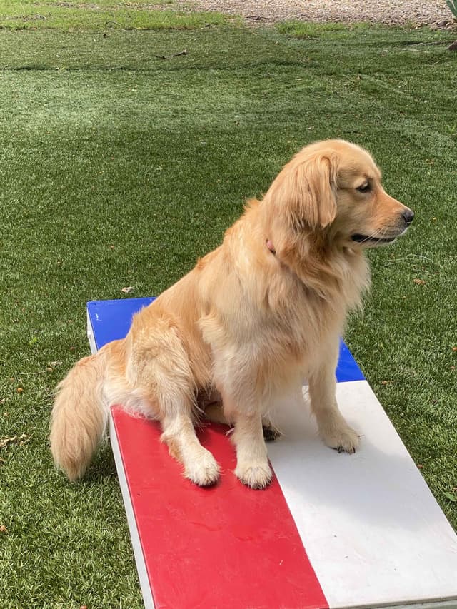 Golden Retriever Puppies media 5