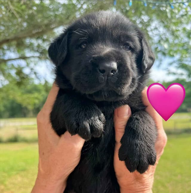 English Labrador Retriever Puppies media 8