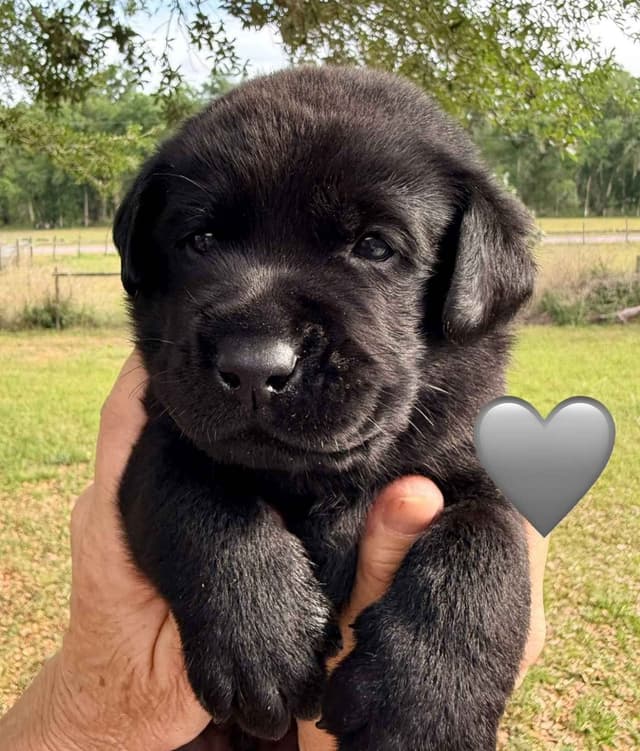 English Labrador Retriever Puppies media 5