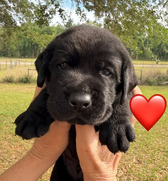 English Labrador Retriever Puppies media 2