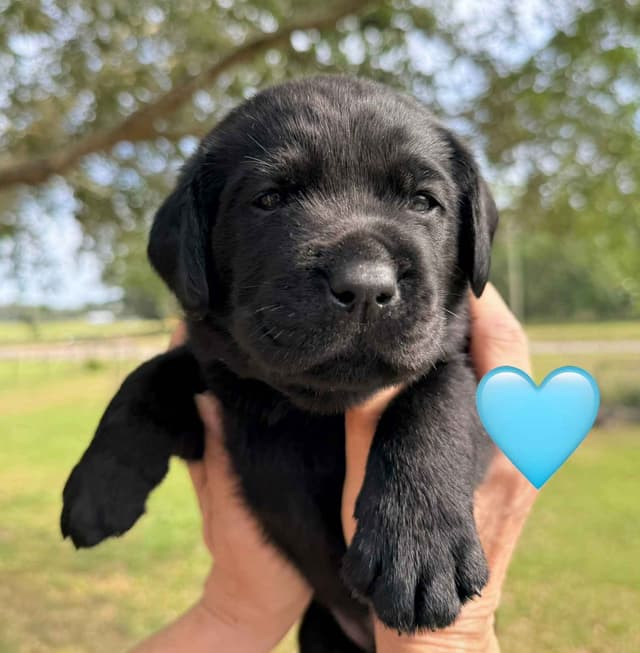 English Labrador Retriever Puppies media 11