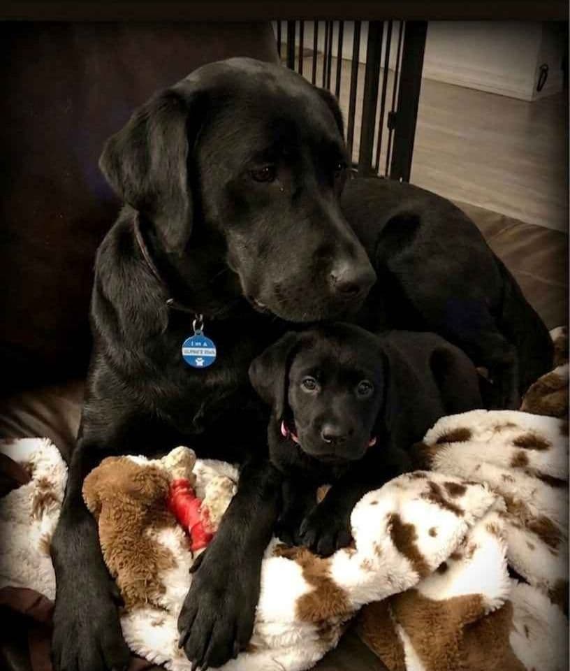 English Labrador Retriever Puppies breeder image 1