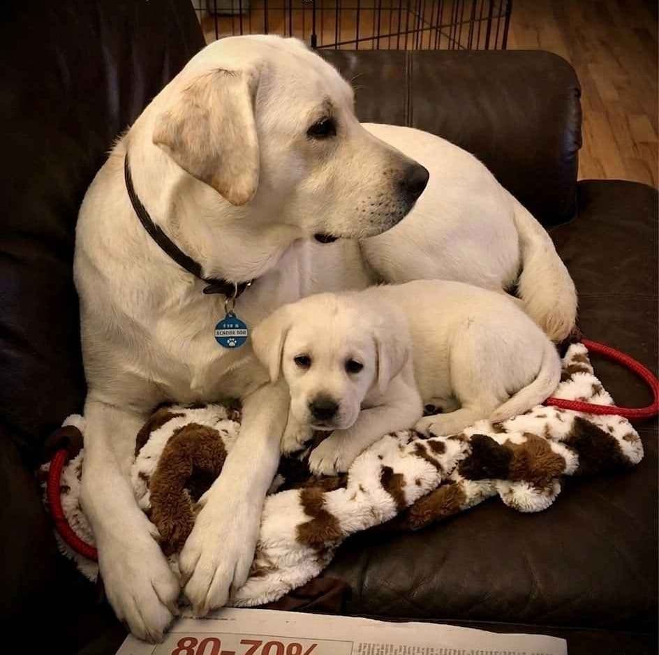 English Labrador Retriever Puppies breeder image 2