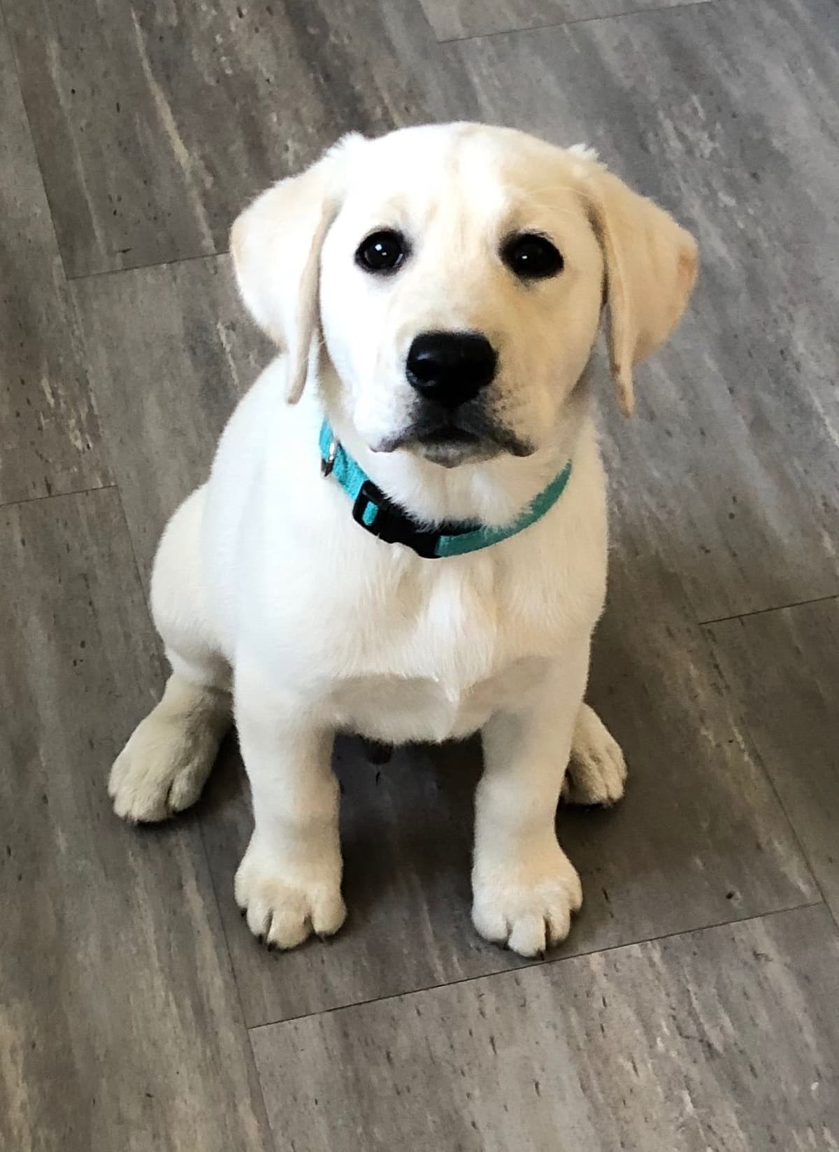 English Labrador Retriever Puppies breeder image 5