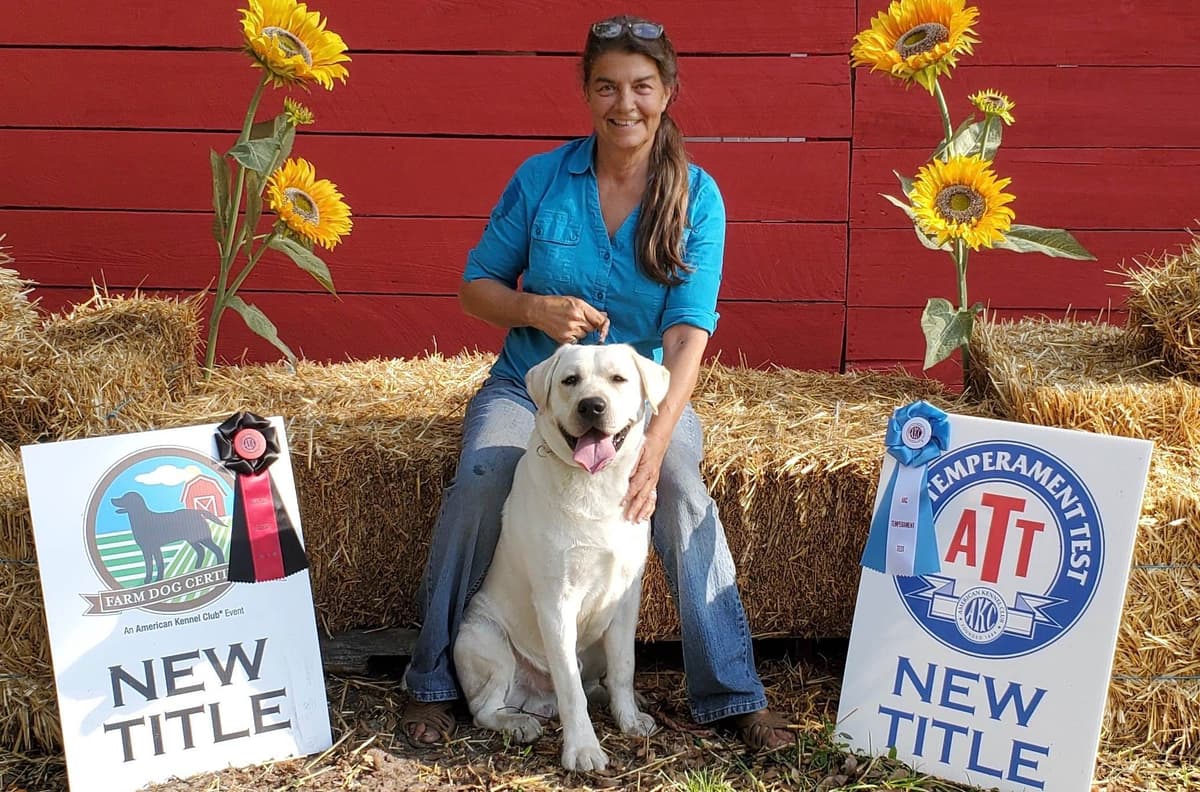 English Labrador Retriever Puppies breeder image 6
