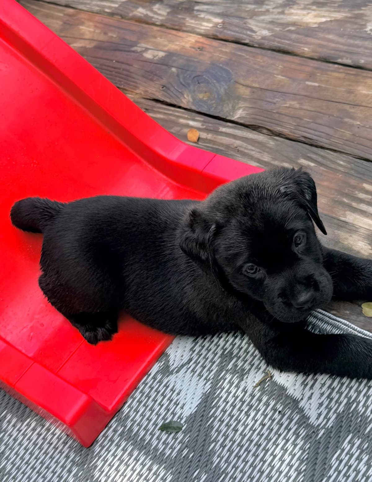 English Labrador Retriever Puppies breeder image 8