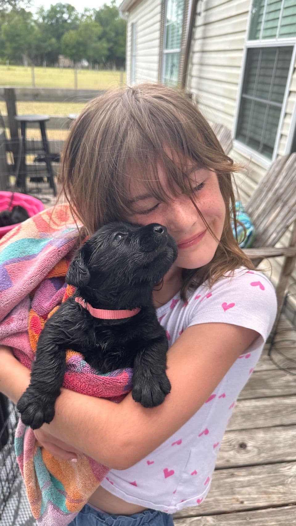 English Labrador Retriever Puppies breeder image 7