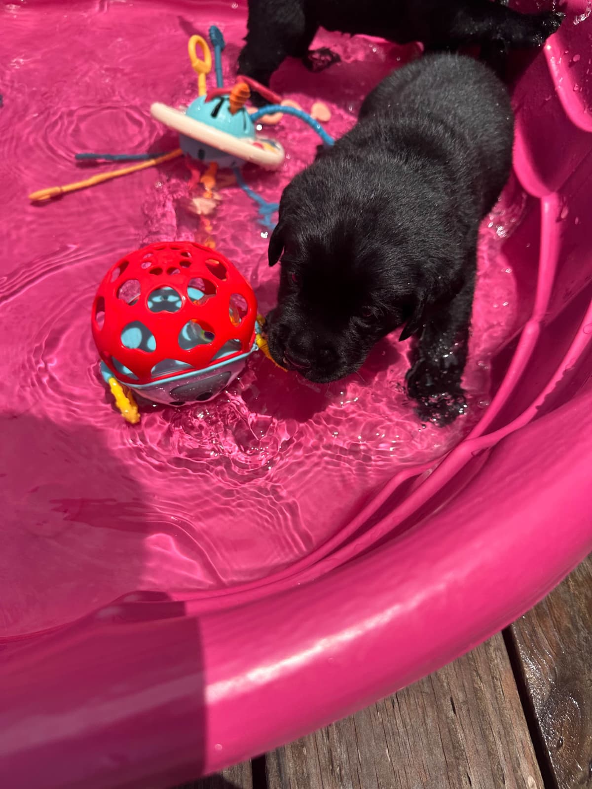 English Labrador Retriever Puppies breeder image 11