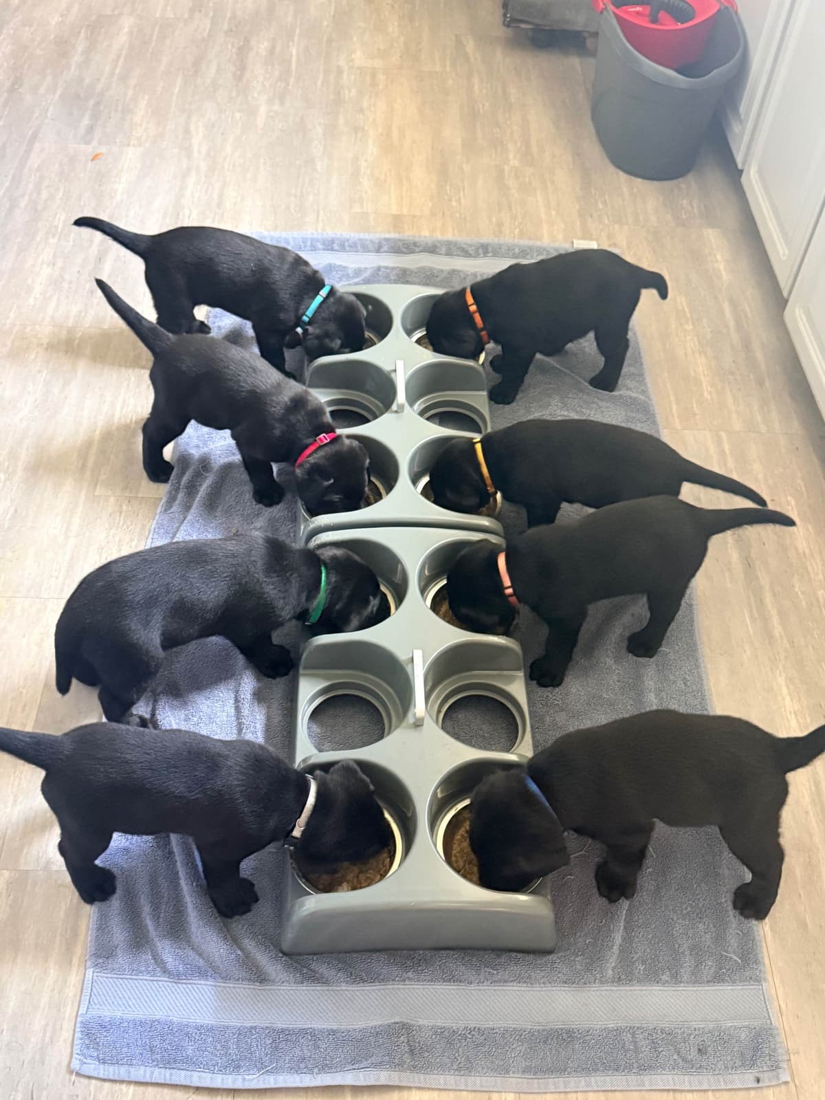 English Labrador Retriever Puppies breeder image 12