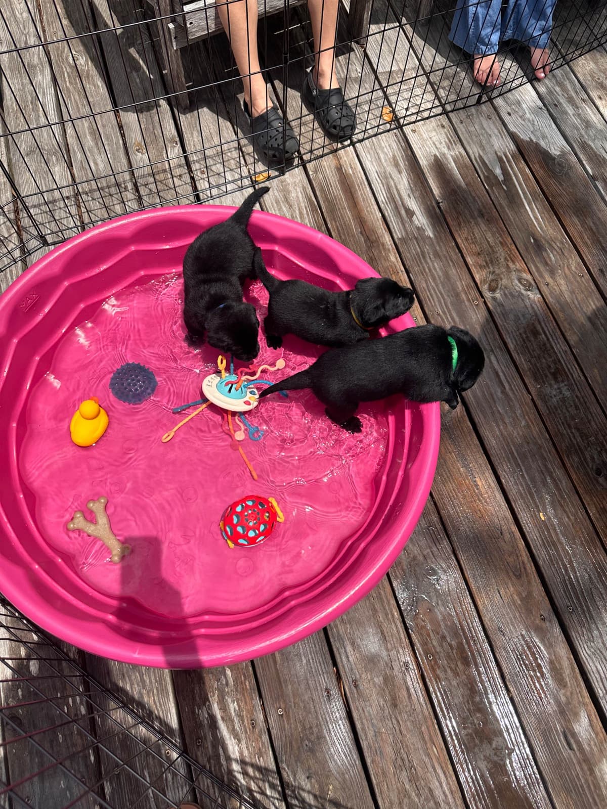 English Labrador Retriever Puppies breeder image 13