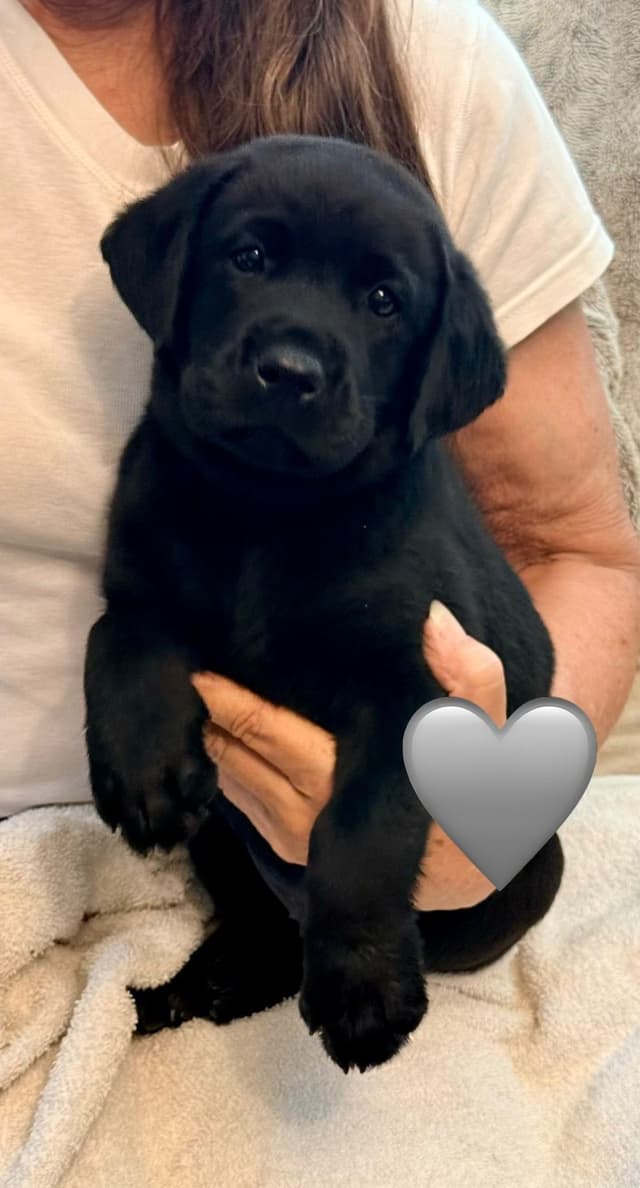 English Labrador Retriever Puppies media 6