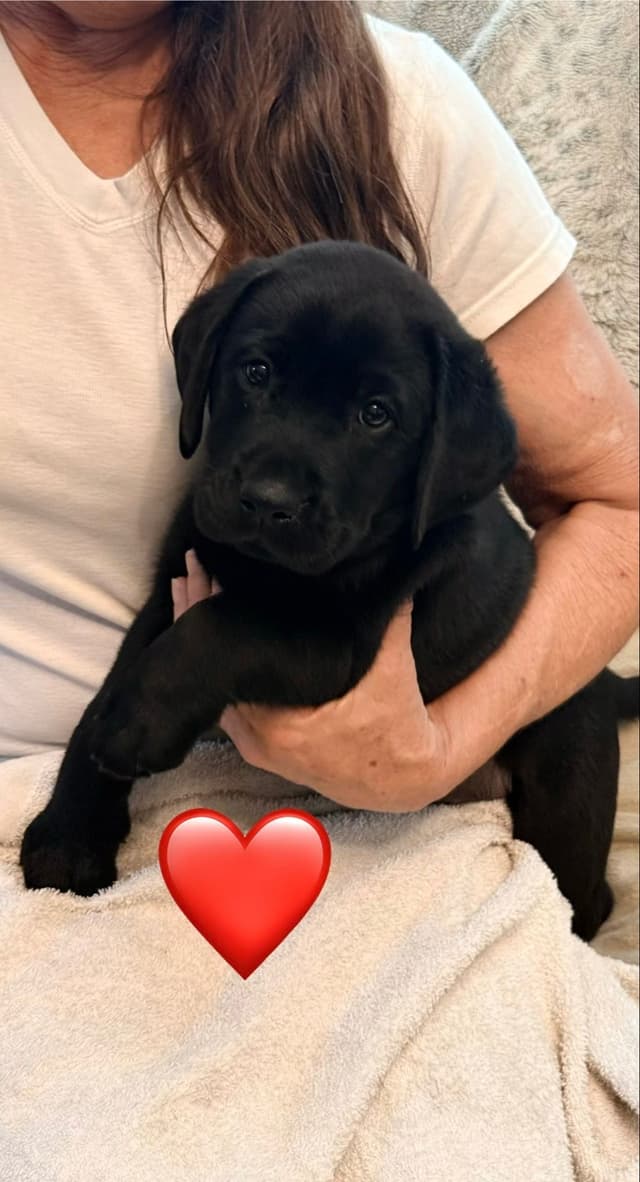 English Labrador Retriever Puppies media 3
