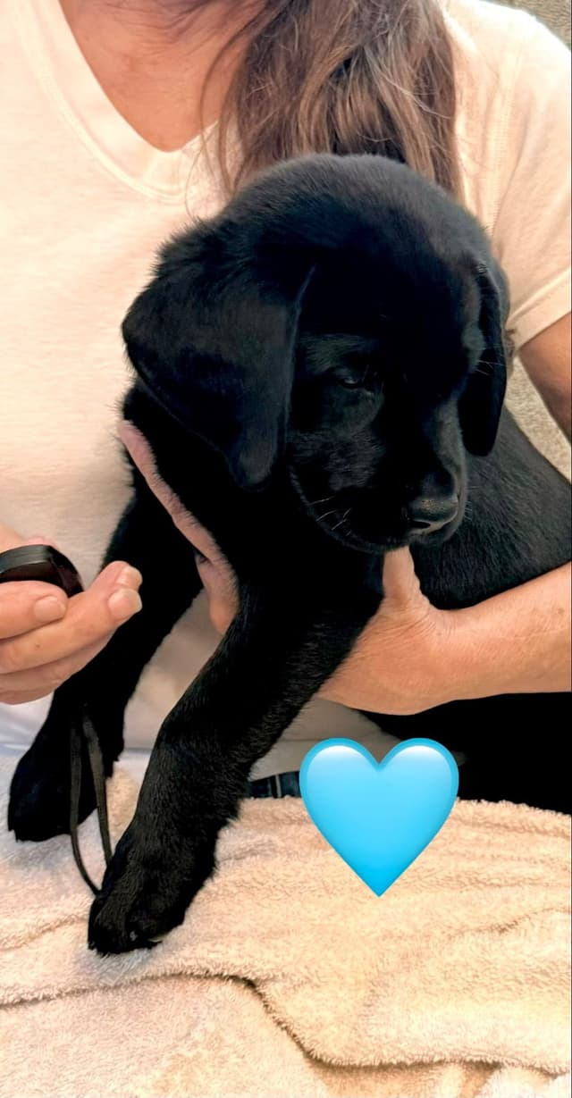 English Labrador Retriever Puppies media 12