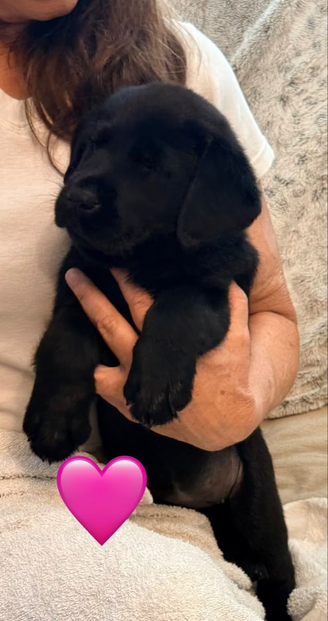 English Labrador Retriever Puppies media 9