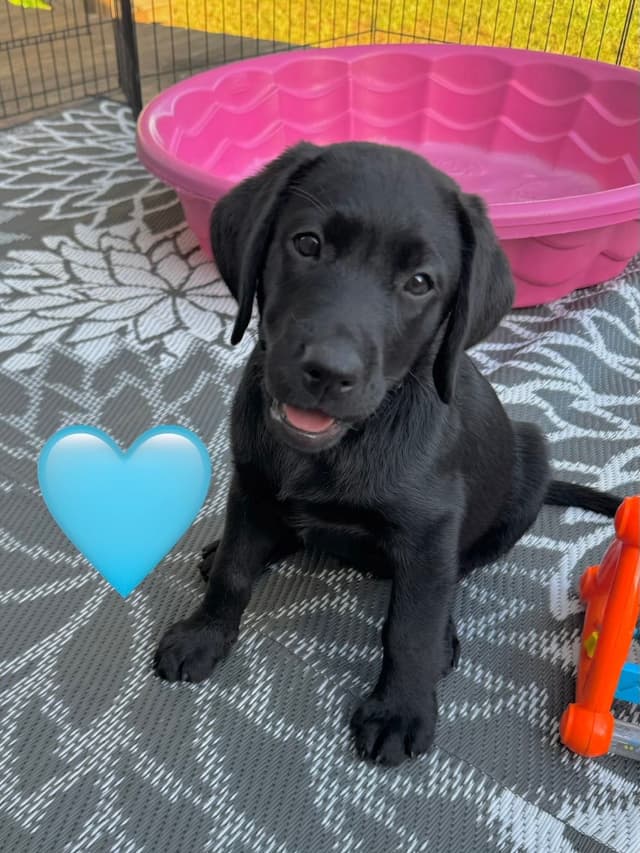 English Labrador Retriever Puppies media 10