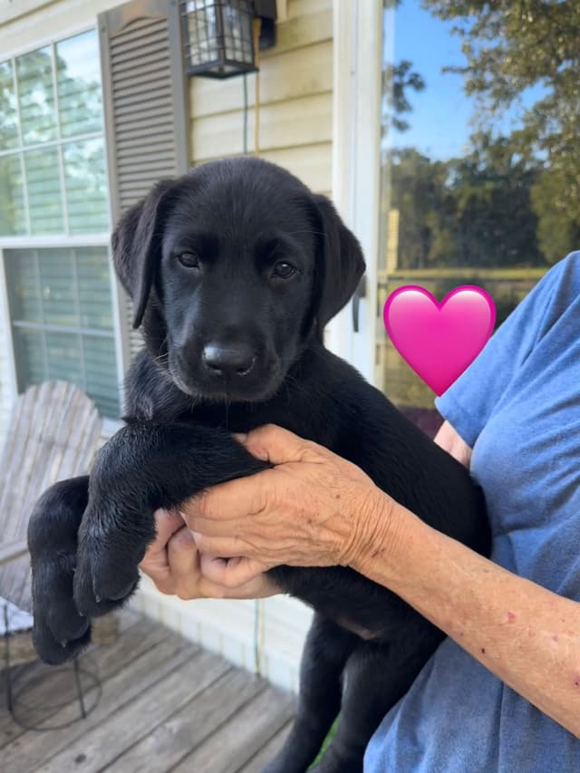 English Labrador Retriever Puppies media 7