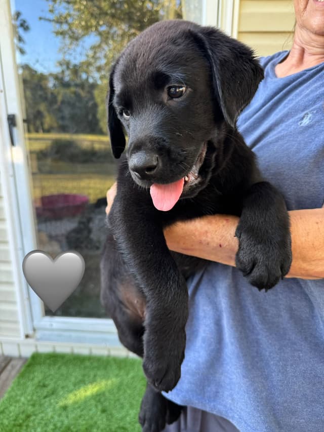 English Labrador Retriever Puppies media 4