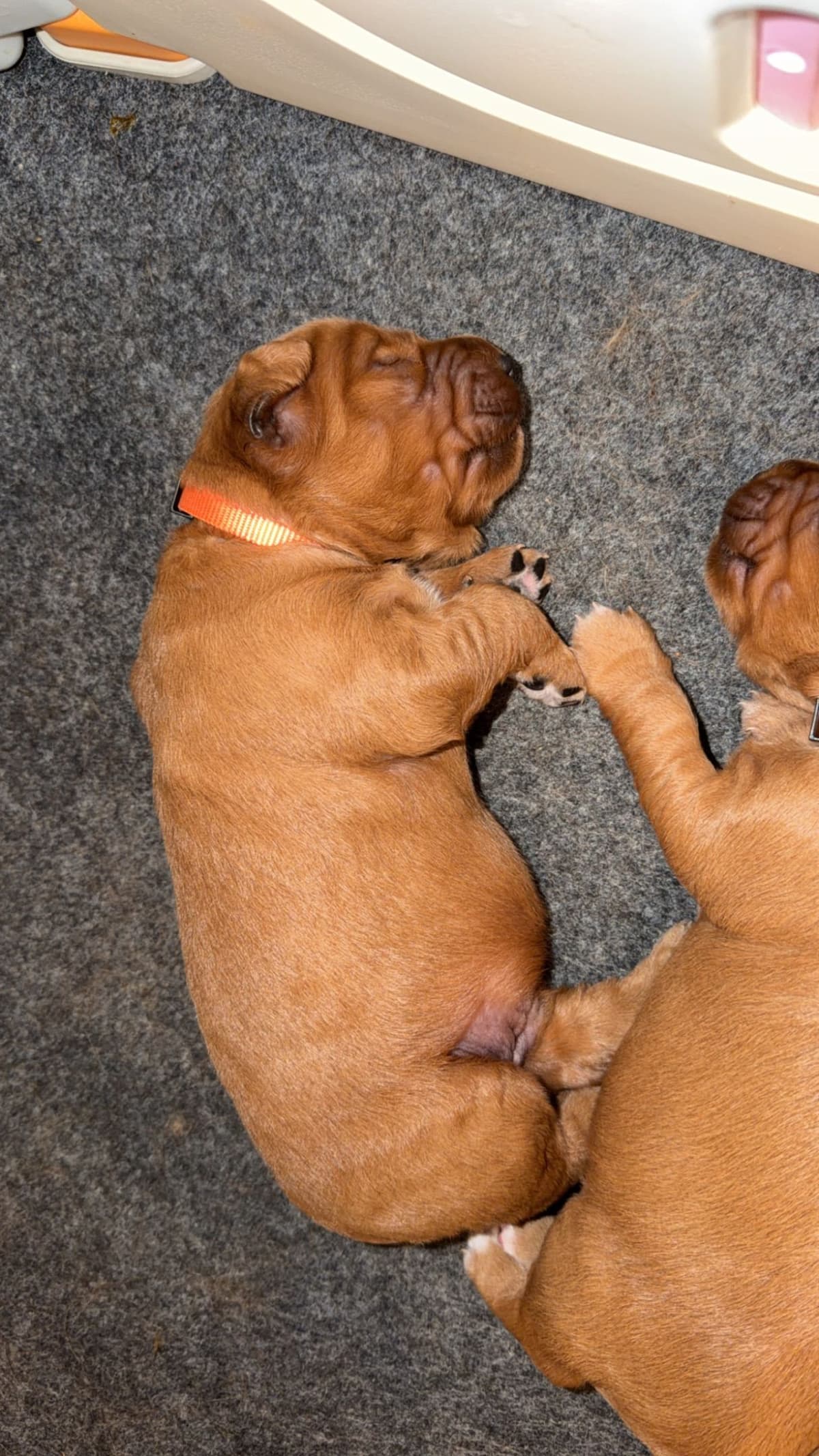 Golden Retriever Puppies breeder image 4