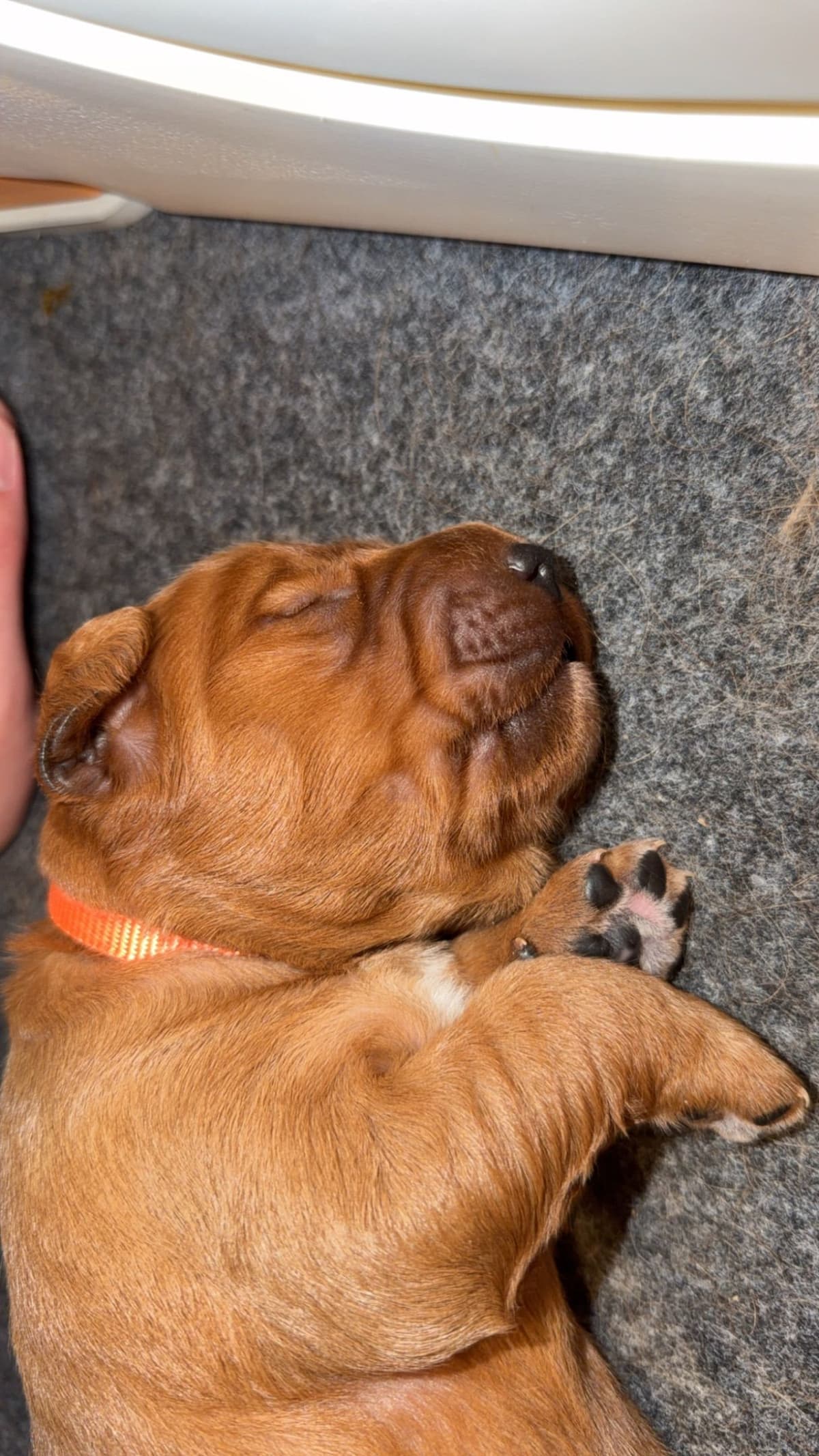 Golden Retriever Puppies breeder image 7
