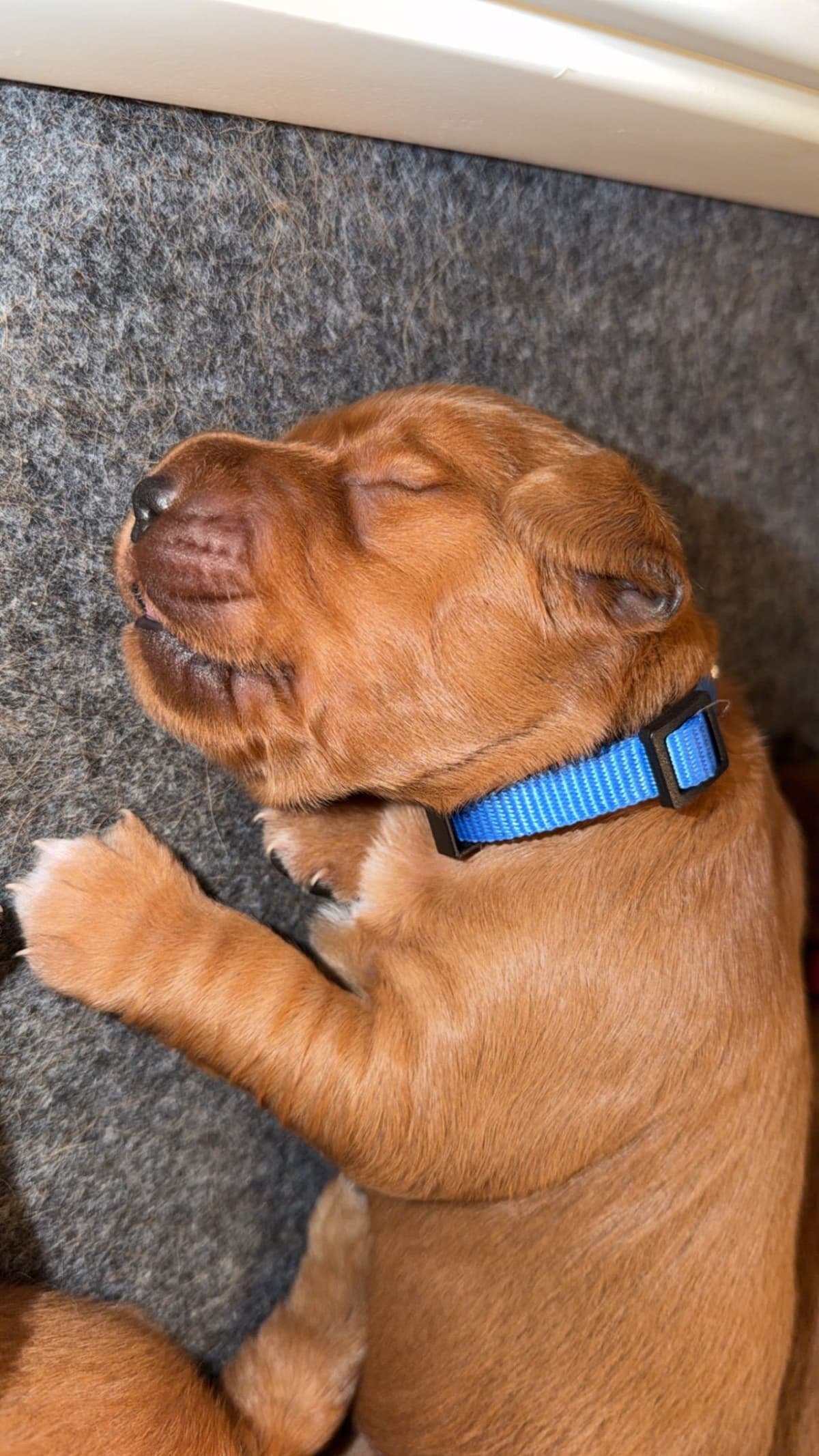 Golden Retriever Puppies breeder image 6