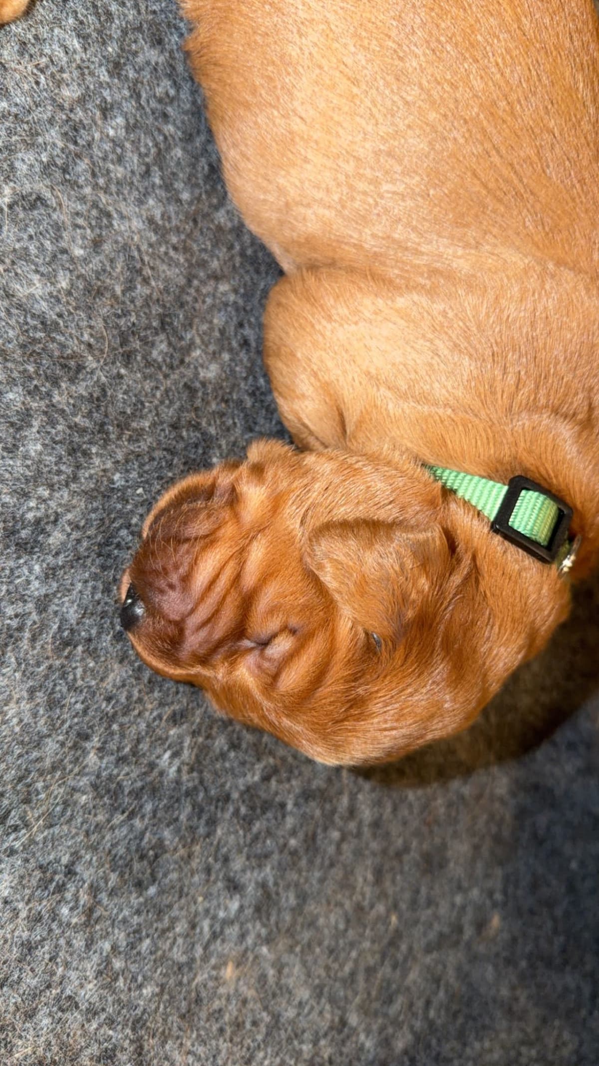 Golden Retriever Puppies breeder image 5