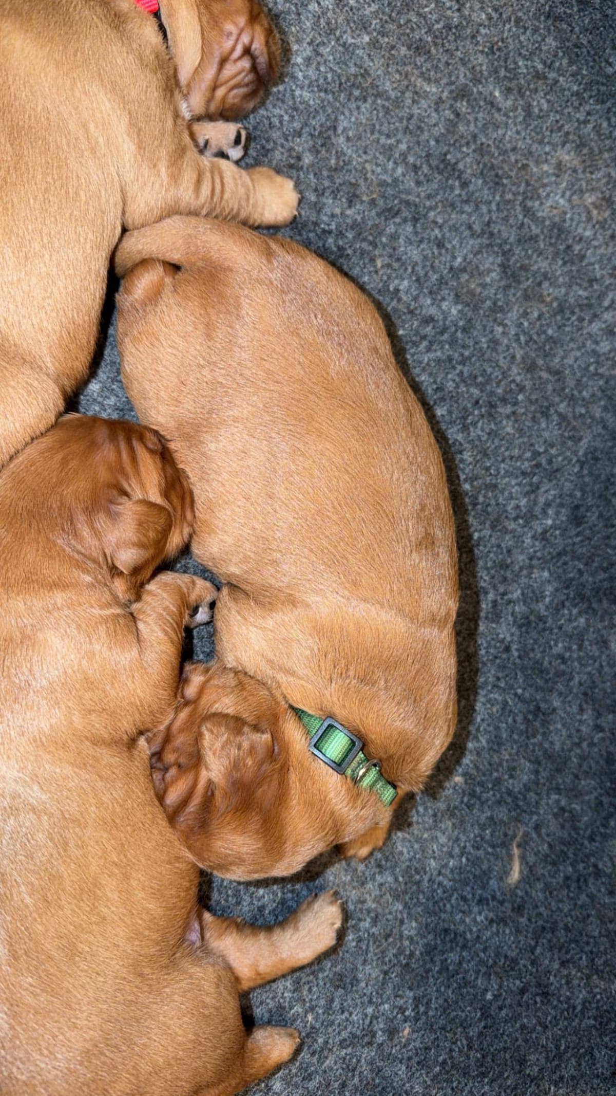 Golden Retriever Puppies breeder image 8