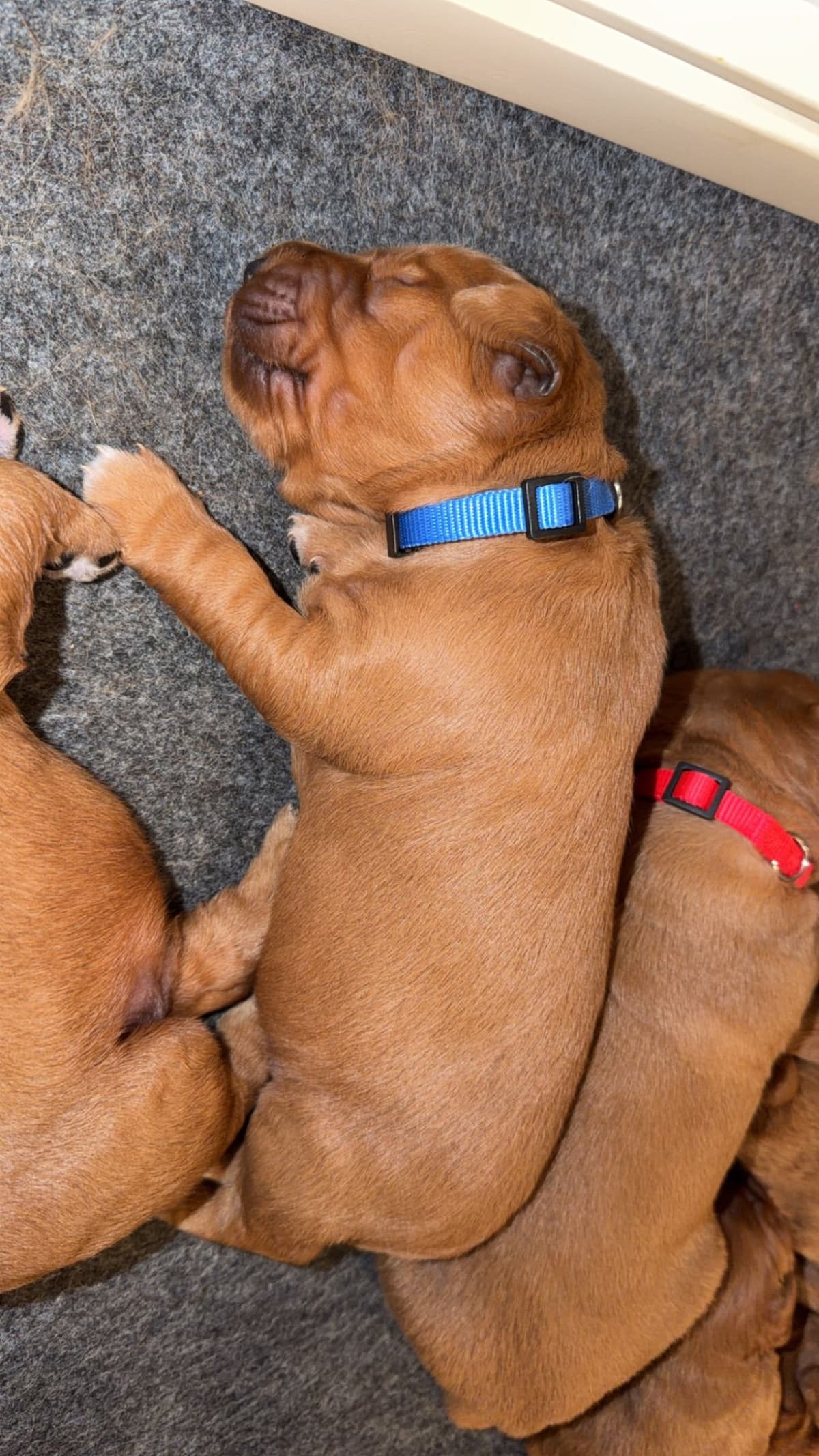 Golden Retriever Puppies breeder image 10