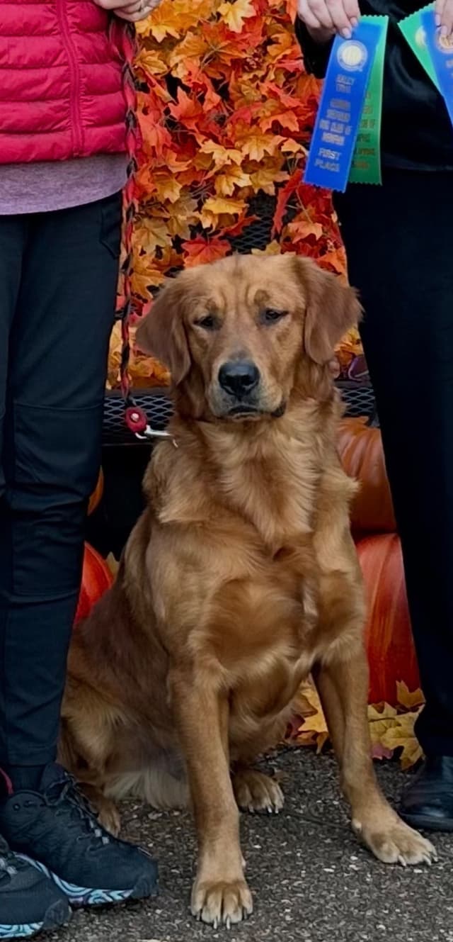 Golden Retriever Puppies media 3