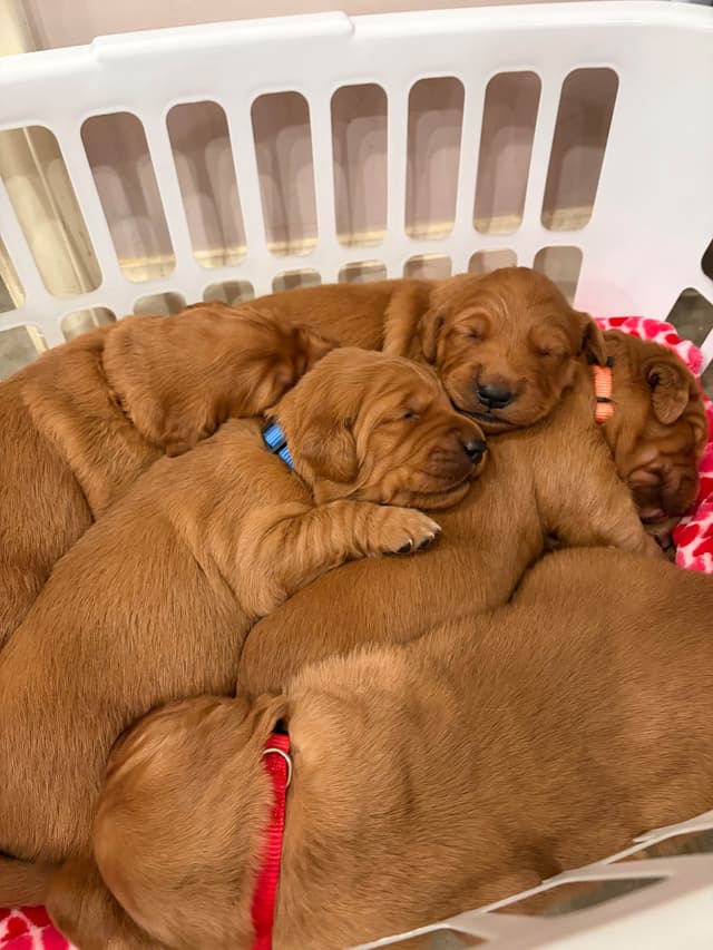 Golden Retriever Puppies media 5