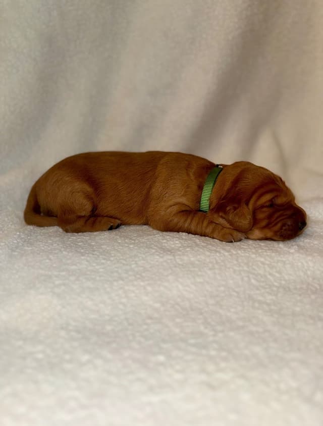 Golden Retriever Puppies media 7