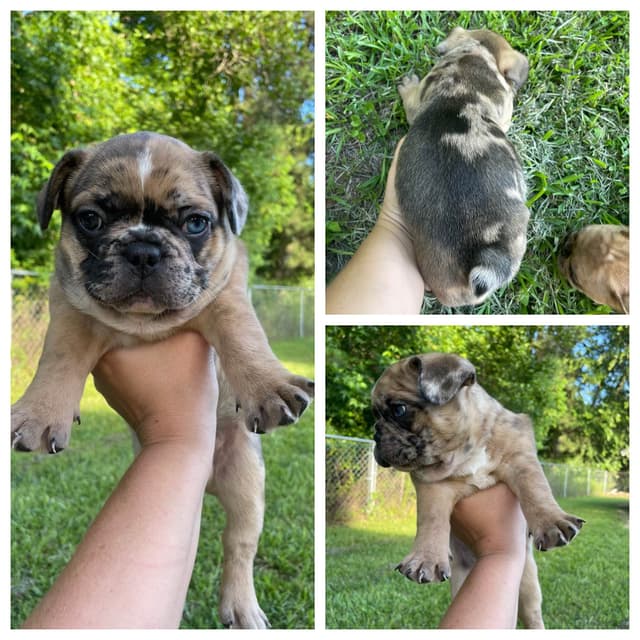 French Bulldog Puppies media 2