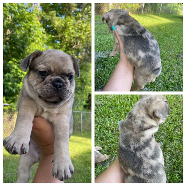 French Bulldog Puppies media 3