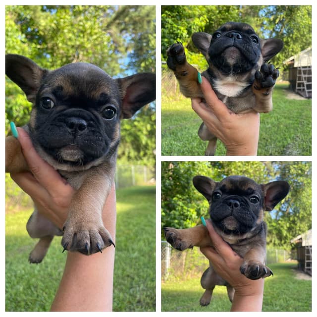 French Bulldog Puppies media 4