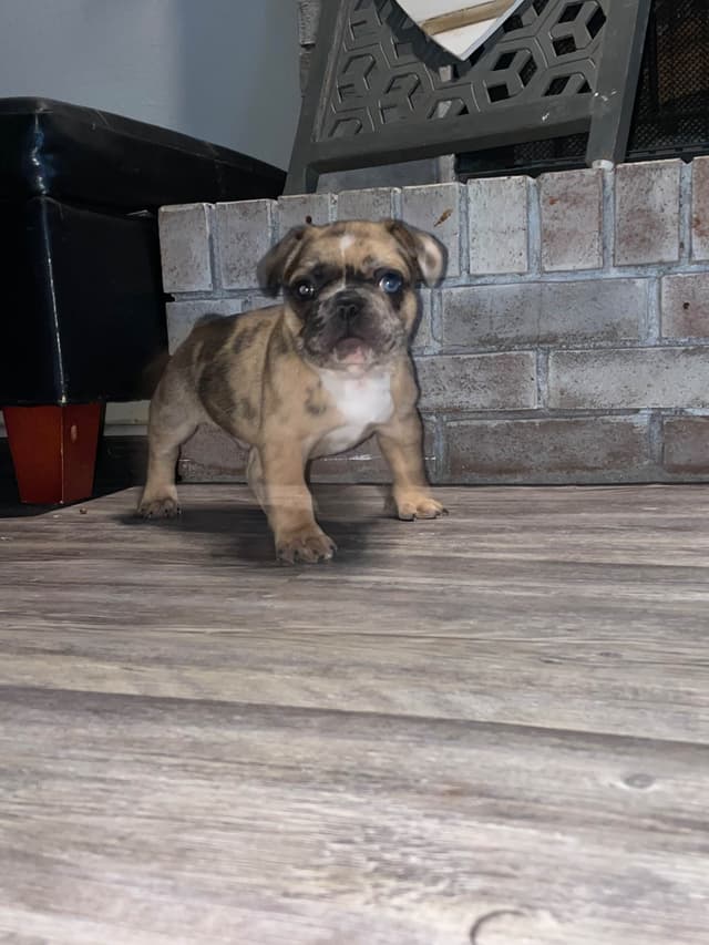 French Bulldog Puppies media 5