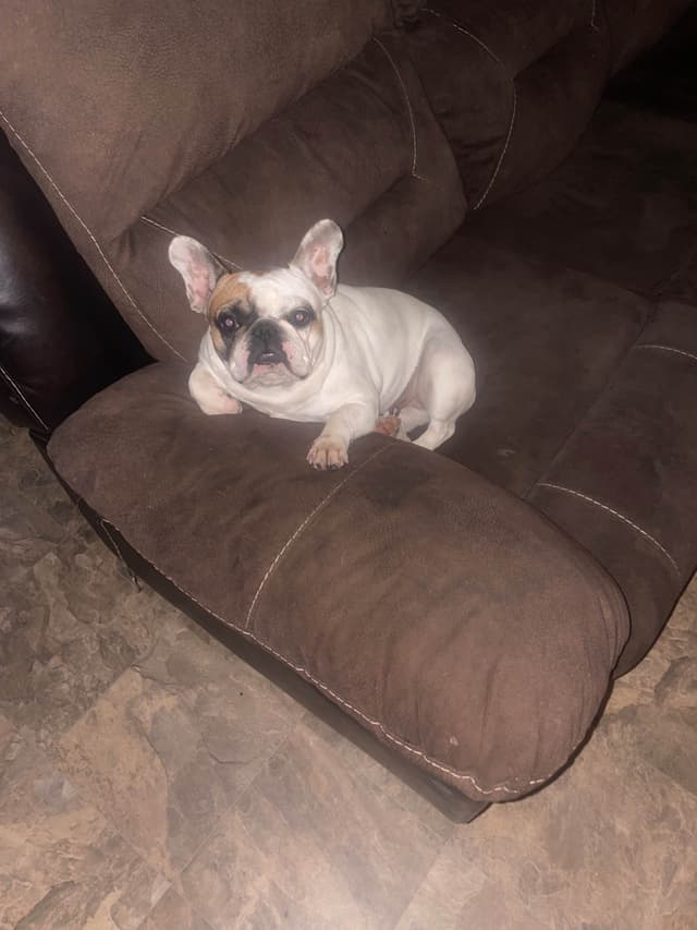French Bulldog Puppies media 6