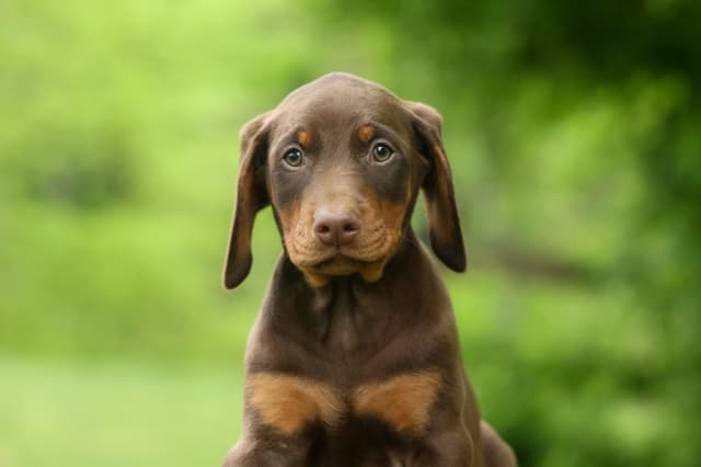 Protective & Noble Doberman Puppies media 3