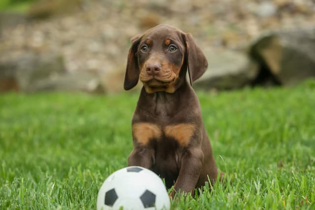 Protective & Noble Doberman Puppies media 4