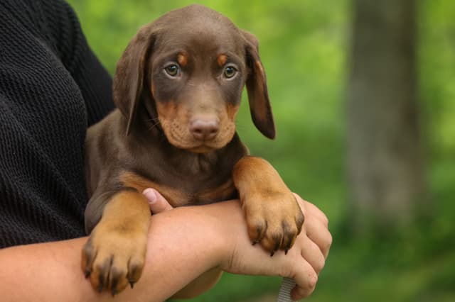 Protective & Noble Doberman Puppies media 5