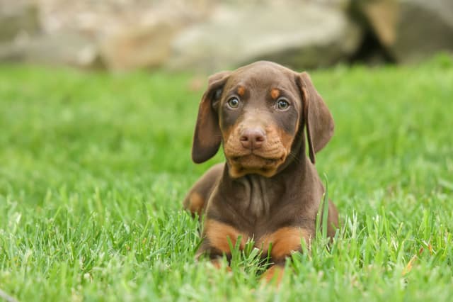 Protective & Noble Doberman Puppies media 6