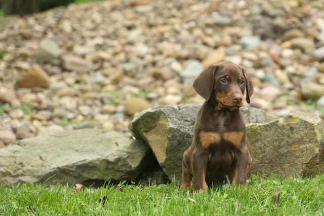 Protective & Noble Doberman Puppies media 7