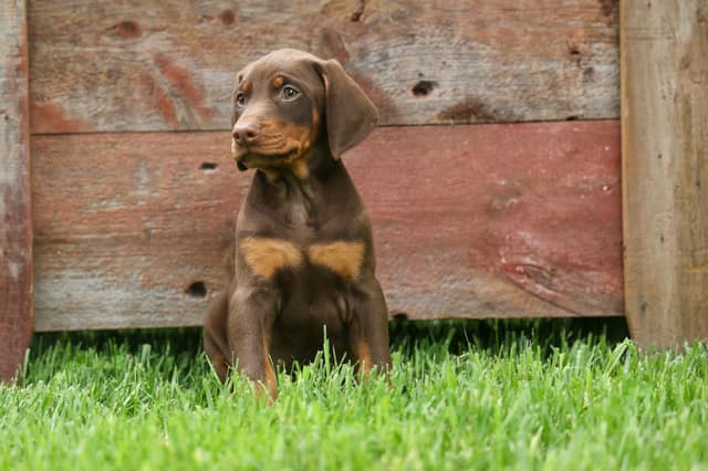 Protective & Noble Doberman Puppies media 8