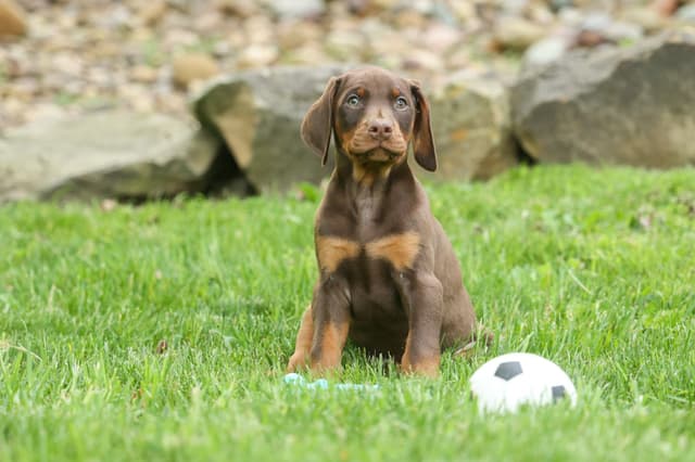 Protective & Noble Doberman Puppies media 9