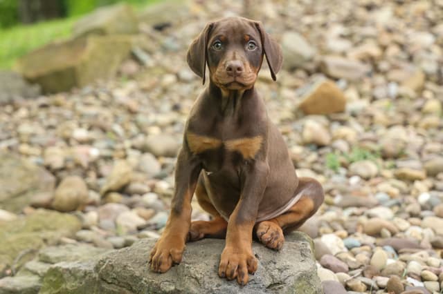 Protective & Noble Doberman Puppies media 10