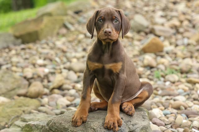 Protective & Noble Doberman Puppies media 11