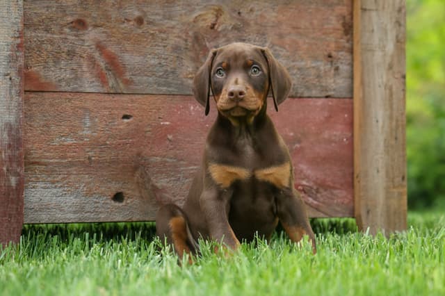 Protective & Noble Doberman Puppies media 12