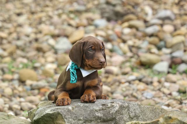 Protective & Noble Doberman Puppies media 13