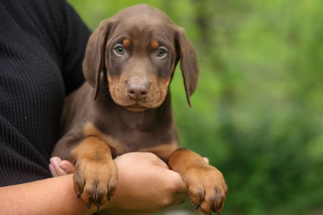 Protective & Noble Doberman Puppies media 14