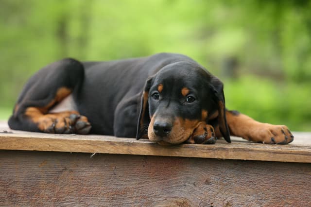 Protective & Noble Doberman Puppies media 17